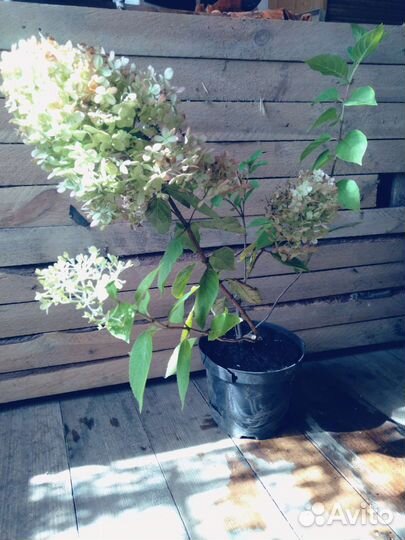 Гортензия метельчатая Фантом и Лаймлайт