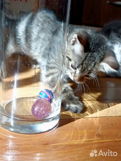 Котята в самые хорошие руки