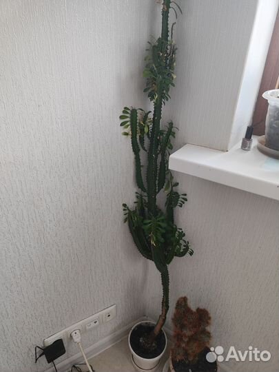 Кактус молочай