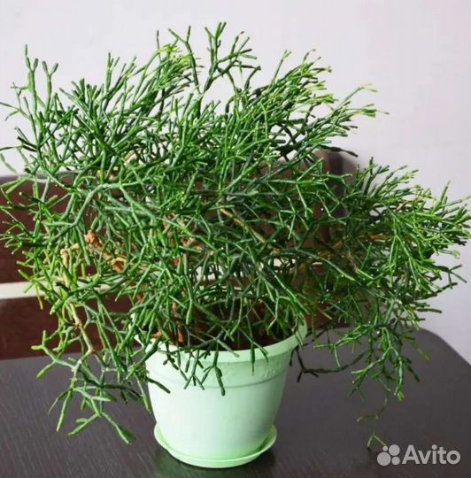 Хойя. Хедера. Хатиора. Сенполия. Традесканция