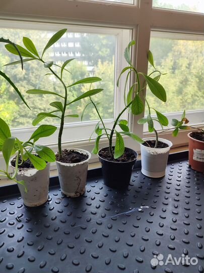 Синадениум Гранта