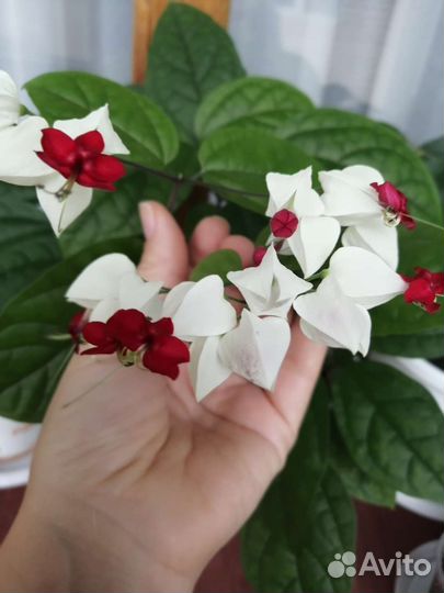 Клеродендрум специозум, г-жи Томсон. Аглаонема