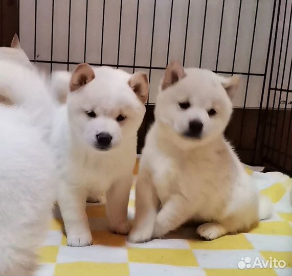 Белые Сиба ину. Ми-ми-мишки