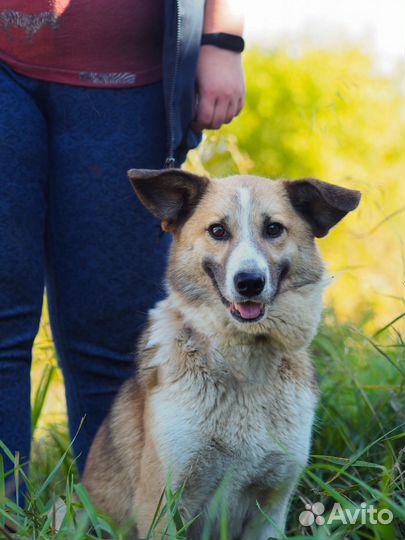 Собака Кутя