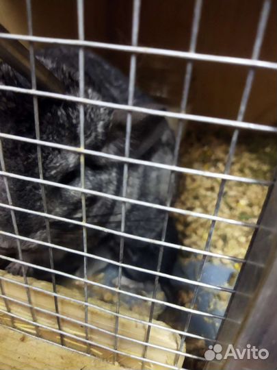 Клетка, стеллаж, домашний зоопарк