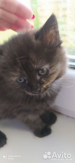 Сибирские котята
