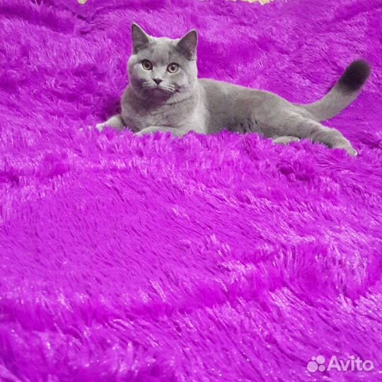 Британская