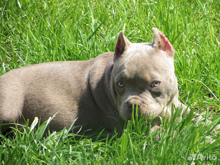 Сука 5 мес. Американский Булли покет-экзот