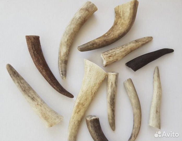Продам рога лося