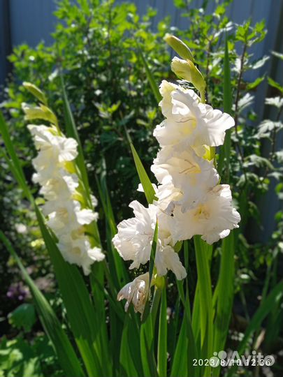 Гладиолусы луковицы