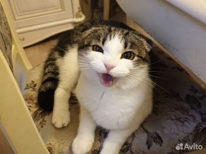 Кошка в дар бесплатно