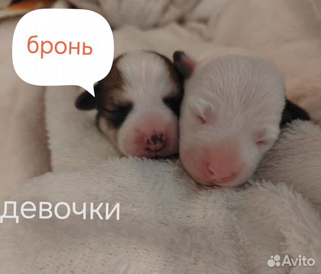Щенки джек рассел терьер гладкошерстный