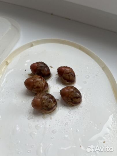 Архахатина маргината гревелли голд