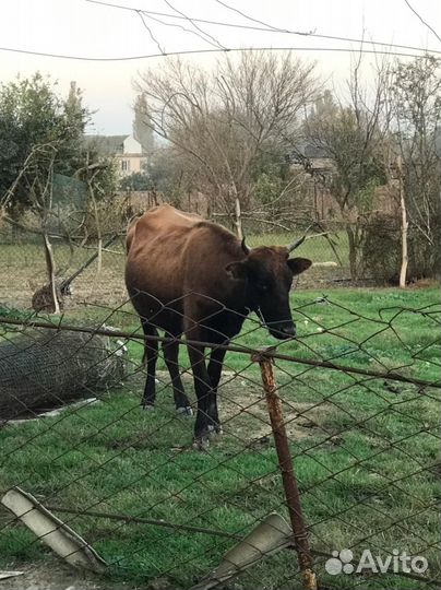 Корова телка