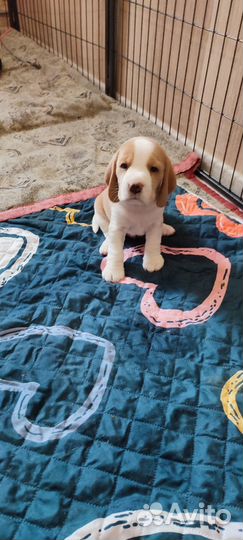 Бигль щенки