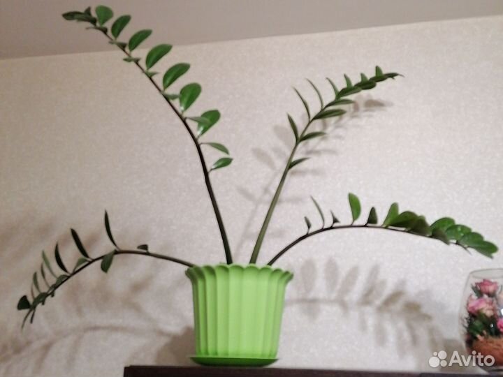 Замиокулькас