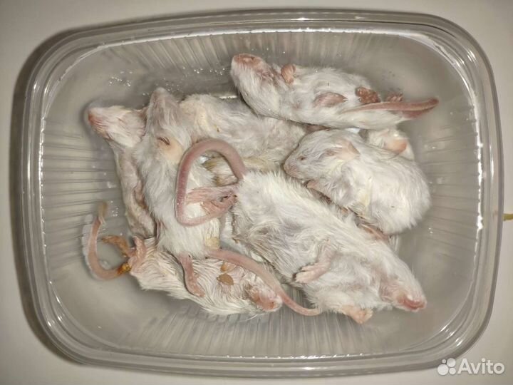 Кормовые мыши бегунки