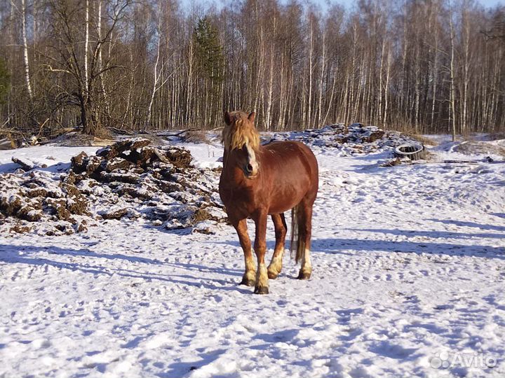 Жеребец Русский тяжеловоз