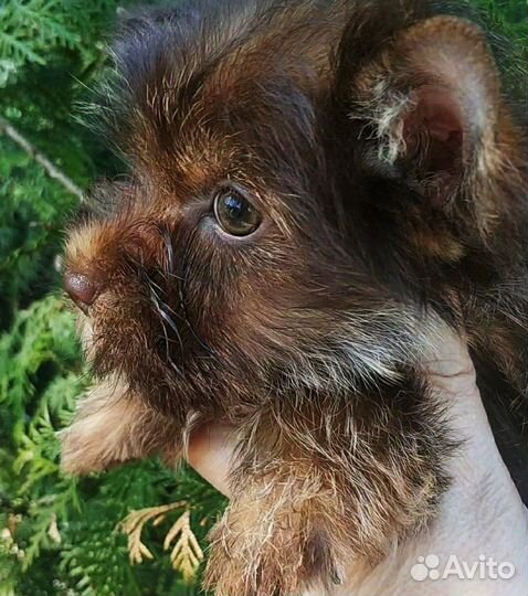 Красно-шоколадная девочка-сказка