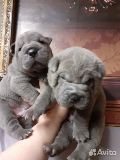 Щеночки шар-пея