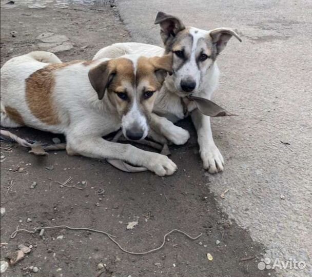 Собака в добрые руки отдам бесплатно