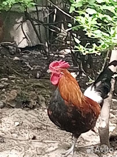 Карликовые петухи