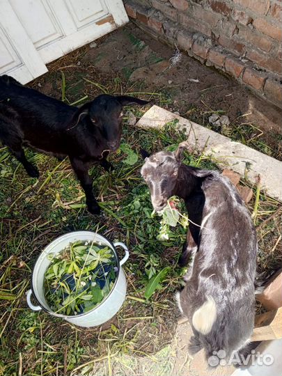 Козы молодые