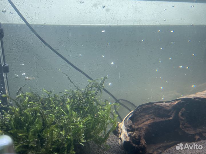 Аквариум, рыбки, decor