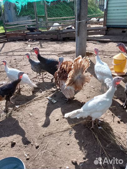 Домашняя птица