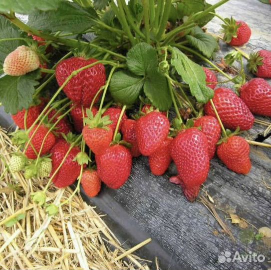 Рассада клубники