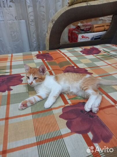 Котенок