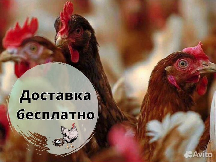 Куры несушки