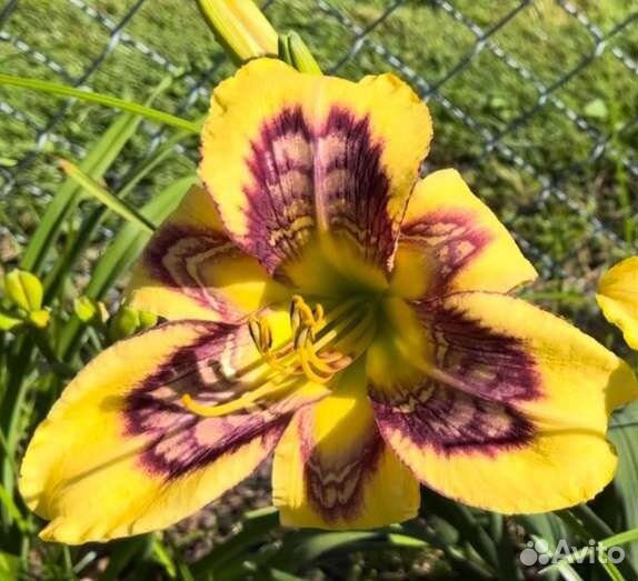 Лилейники калейдоскопные с 