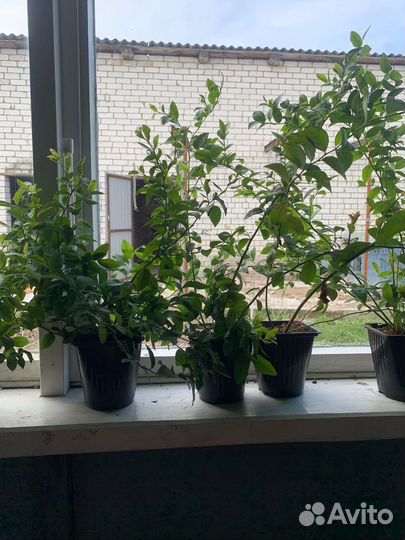 Саженцы плодовых кустарников