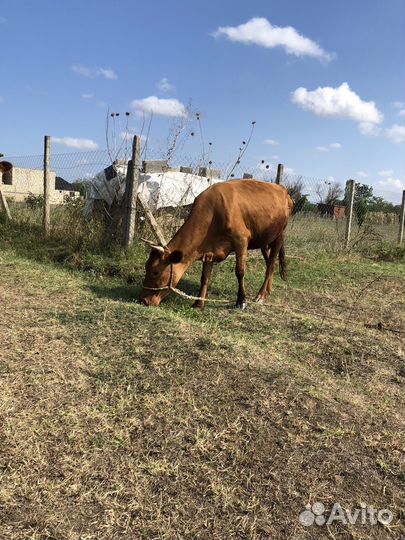 Коровы дойные