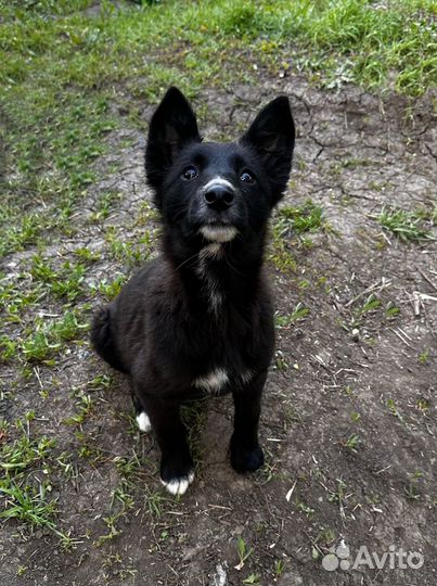 Шенок Умка ищет дом