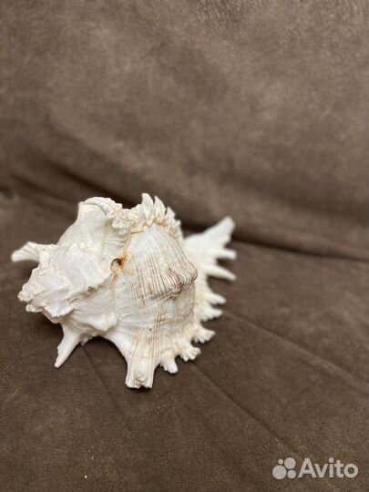 Морские ракушки раковины