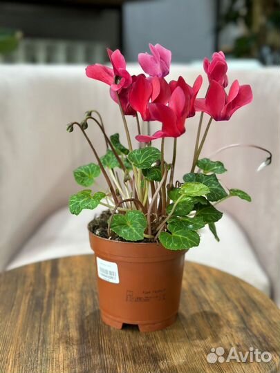 Цикламен