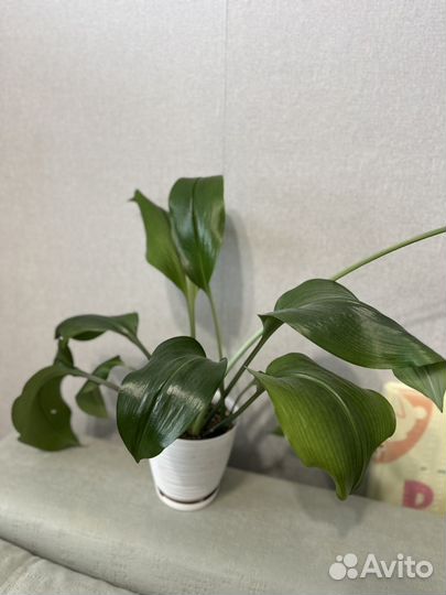 Эухарис амазонская лилия