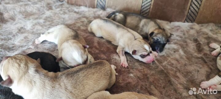 Щенки хаски