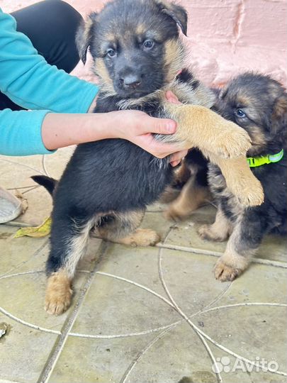 Красивые щенки