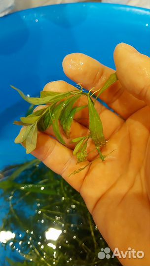 Аквариумные растения бесплатно бронь до 14.10