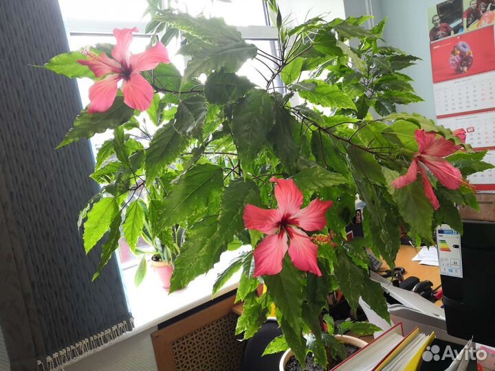 Роза комнатная