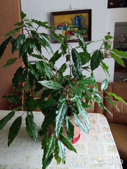 Гибискус китайская роза