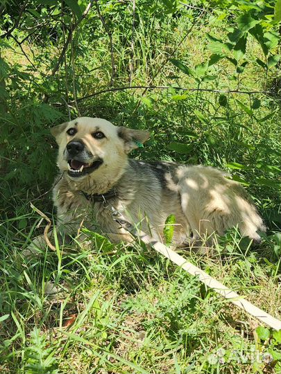 Славный Мухтар