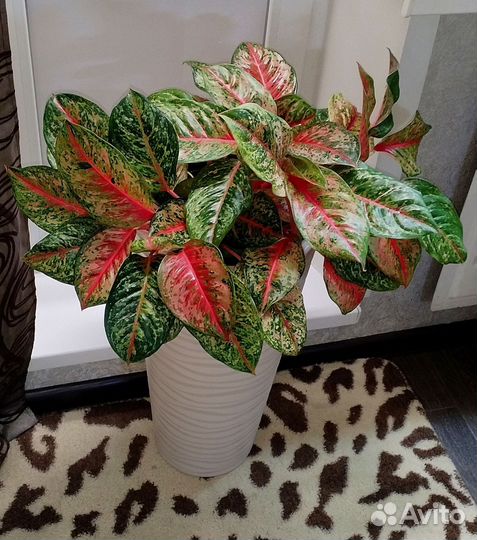 Аглаонема. Тай