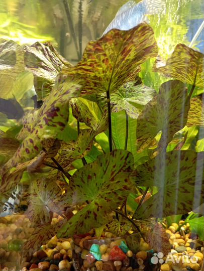 Аквариумные растения