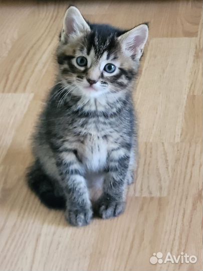 Котята в добрые руки бесплатно