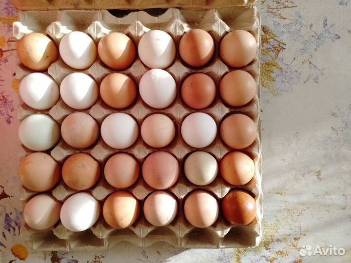 Домашние куриные яйца