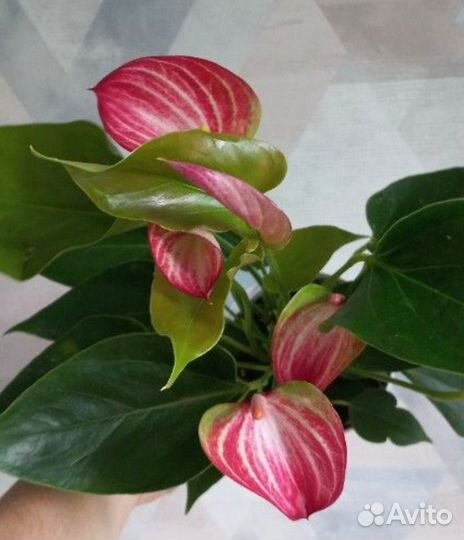 Антуриумы, эпипремнум, фикус, аглаонема